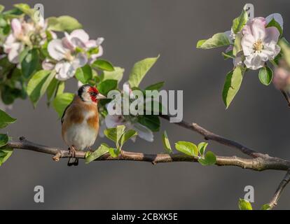 Goldfinch, Carduelis carduelis, perchée au printemps parmi les pommiers. Banque D'Images