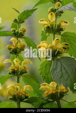 Archange jaune, Lamiastrum galeobdolon ssp montanum, en fleur dans les bois au printemps. Dorset. Banque D'Images