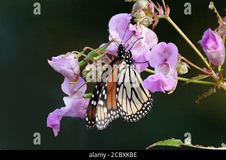Papillons monarques sur Loosestrife violet Banque D'Images