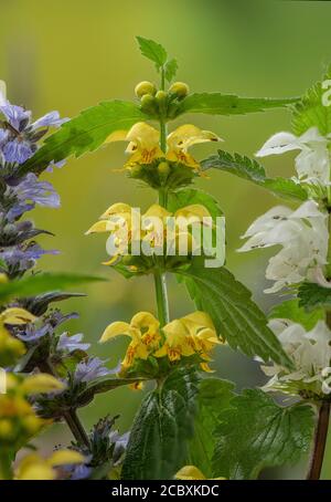 Archange jaune, Lamiastrum galeobdomon ssp montanum, en fleur dans les bois avec l'ortie morte blanche et le bugle au printemps. Dorset. Banque D'Images