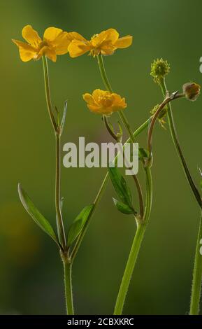 Coupe de beurre rampante, Ranunculus repens, en fleur avec des fruits en développement. Banque D'Images