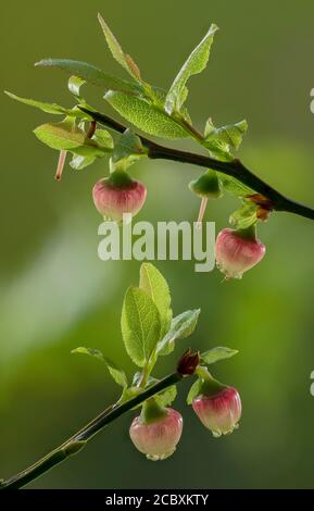 Myrtille, Vaccinium myrtillus, en fleur au printemps, Dorset. Banque D'Images