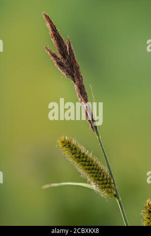 Grande perdrix de l'étang, Carex riparia, en fleur au printemps. Banque D'Images