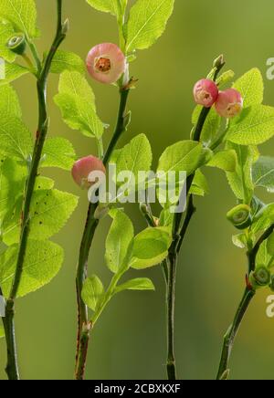 Myrtille, Vaccinium myrtillus en fleur au printemps. Banque D'Images