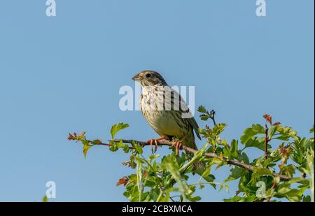 Banderole de maïs, Emberiza calandra, perchée sur le Bush de Hawthorn en haie au printemps. Dorset Banque D'Images