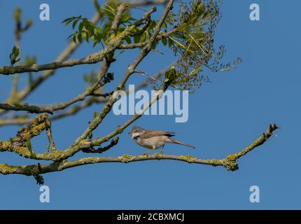 Mâle blanc-éthroat commun, Sylvia communis, dans le frêne au printemps, sur le territoire de reproduction. Dorset. Banque D'Images