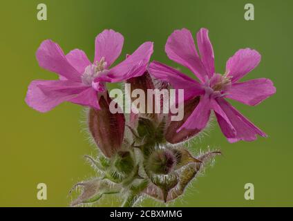 campion rouge mâle, Silene dioica en fleur au printemps. Banque D'Images