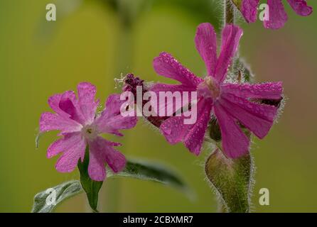 campion rouge, Silene dioica, montrant des fleurs mâles (à droite) et femelles (à gauche). Dioïque. Banque D'Images