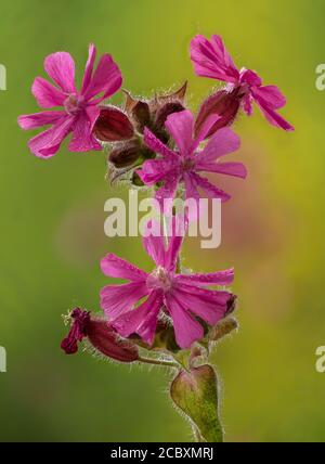 Red campion, Silene dioica, plante mâle en fleur. Ressort. Banque D'Images