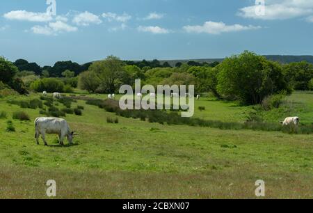 Bétail du parc blanc, pâturage dans les pâturages près du pont Sharford, Middlebere. Terrain de la National Trust sur Purbeck, Dorset. Banque D'Images