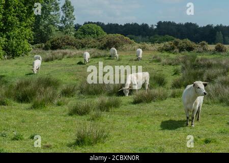 Bétail du parc blanc, pâturage dans les pâturages près du pont Sharford, Middlebere. Terrain de la National Trust sur Purbeck, Dorset. Banque D'Images