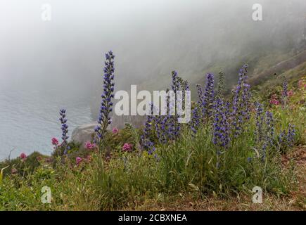 Le brillant de Viper, Echium vulgare, en fleur sur les falaises de Berry Head, avec une brume marine au-delà. Devon. Banque D'Images