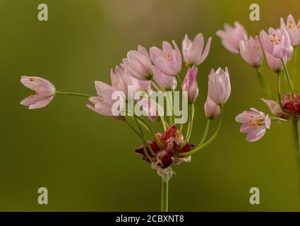 Ail rosé, Allium roseum en fleur avec fleurs et bulblets. Banque D'Images