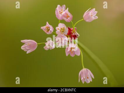 Ail rosé, Allium roseum en fleur avec fleurs et bulblets. Banque D'Images