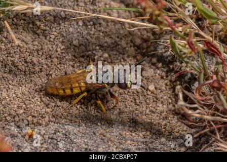 Beewolf femelle, Philanthus triangulum, au site de nidification dans la lande sablonneuse, Dorset. Banque D'Images