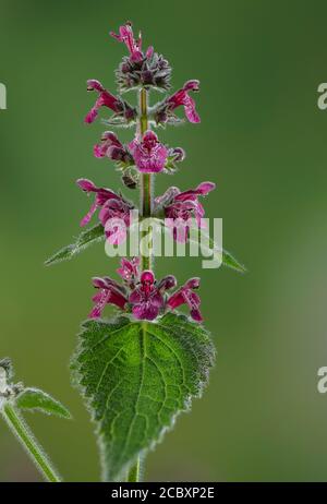 Hedge woundwort, Stachys sylvatica, en fleur sur le bord de la forêt. Banque D'Images