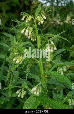 Comfrey commun, Symphytum officinale, forme crème, en fleur sur la rive humide de la rivière. Dorset. Banque D'Images