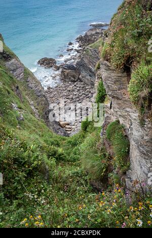 Une petite crique sur le sentier de la côte nord de Cornouailles avec des fleurs sauvages et une petite plage rocheuse. Banque D'Images