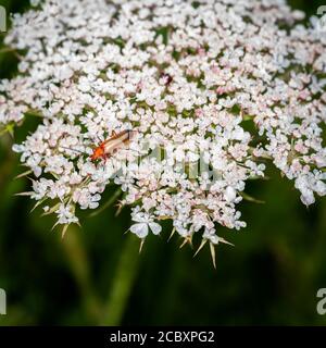 Coléoptère de soldat rouge (Rhagonycha fulva) se nourrissant de la tête de fleur de la carotte sauvage (Daucus carota) également connue sous le nom de dentelle de l'évêque et de la dentelle de la reine Anne. Banque D'Images