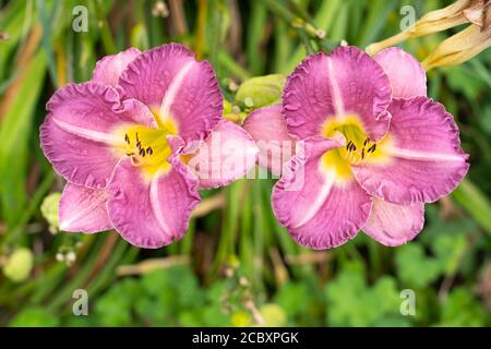 Des fleurs roses du daylis 'Lavender Dew' (Hemerocallis), un membre de la famille des Asphodelaceae, poussent en Basse-Autriche Banque D'Images