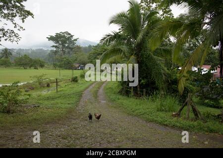 Une ferme biologique dans le village indigène de Suretka, province de Limón, Costa Rica. Banque D'Images