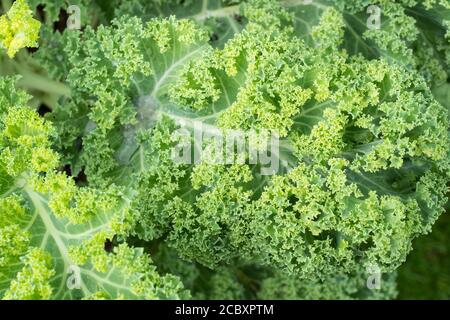 Un gros plan sur le curly Kale (Nero di Toscana - Brassica oleracea). Il appartient à un groupe de cultivars de chou (Brassica oleracea) cultivés pour des feuilles comestibles Banque D'Images