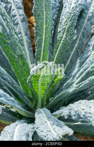 Lacinato Kale, également connu sous le nom de Cavolo Nero, Tuscan Cale, Italian Cale, Dinosaur Kale, Flat Back Kale, Palm Tree Kale, paume toscane noire. Basse-Autriche Banque D'Images