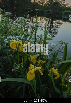 Eau de la pruche et iris jaune croissant par la rivière Stour, soirée, Dorset. Banque D'Images