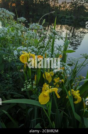 Eau de la pruche et iris jaune croissant par la rivière Stour, soirée, Dorset. Banque D'Images