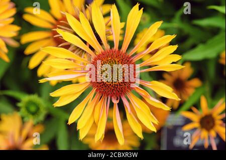 Orange Echinacea 'Big Kahuna' fleur de maïs en fleur pendant le mois d'été Banque D'Images