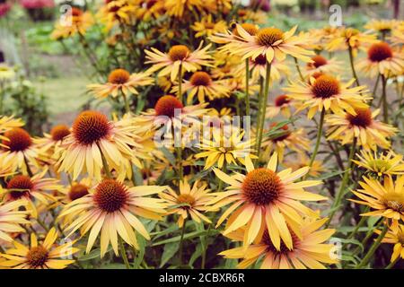 Orange Echinacea 'Big Kahuna' fleur de maïs en fleur pendant le mois d'été Banque D'Images