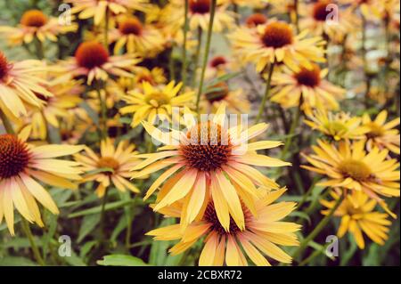 Orange Echinacea 'Big Kahuna' fleur de maïs en fleur pendant le mois d'été Banque D'Images