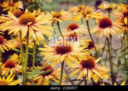 Orange Echinacea 'Big Kahuna' fleur de maïs en fleur pendant le mois d'été Banque D'Images