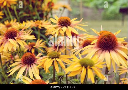 Orange Echinacea 'Big Kahuna' fleur de maïs en fleur pendant le mois d'été Banque D'Images