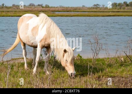 Poney sauvage (Equus caballus) qui broutage dans les marais salants à Assateague Island National Seashore, Maryland Banque D'Images