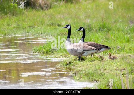 Une paire de Bernaches du Canada (Branta canadensis) avec leur jeune persiflage dans les marais salants à Assateague Island National Seashore, Maryland Banque D'Images