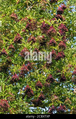 Des baies de sureau mûres sur un arbre de sureau. Suffolk, Royaume-Uni. Banque D'Images