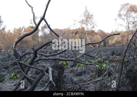 Des branches de cendriers emmêlées, où autrefois étaient des buissons, avec un sol cendrée en arrière-plan après un feu de forêt sauvage. Les pousses d'herbe vertes fraîches sont visibles en t Banque D'Images