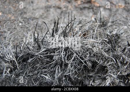Des touffes d'ashen et d'herbe brûlée après un feu sauvage; gris, noir et blanc, emmêlés sur le sol Banque D'Images