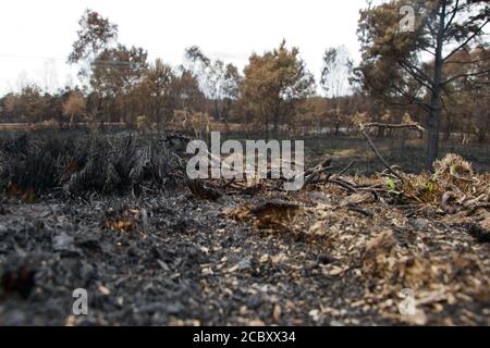 Bois ébréché où les branches ont été écrasées et brûlées lors d'un feu de forêt sauvage; arbres charmés en arrière-plan et arbres cendrés ont brûlé des touffes d'herbe (Chobham Banque D'Images