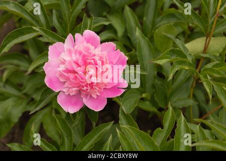 Fleur de pivoine rose très beau gros plan Banque D'Images