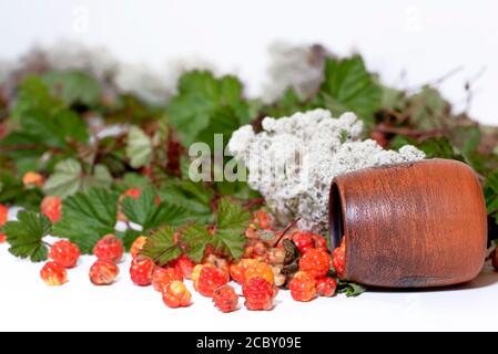 CLOUDBERRY et pot d'argile avec lichen et feuilles sur blanc arrière-plan Banque D'Images