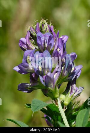 Lucerne - Medicago sativa, fleur naturelle bleue Banque D'Images