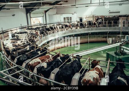 Machine rotative ronde pour le laitage des vaches dans la ferme laitière. Banque D'Images