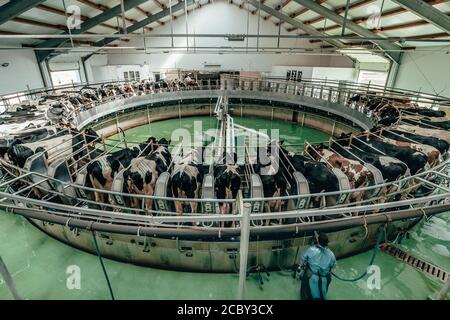 Machine rotative ronde pour le laitage des vaches dans la ferme laitière. Banque D'Images