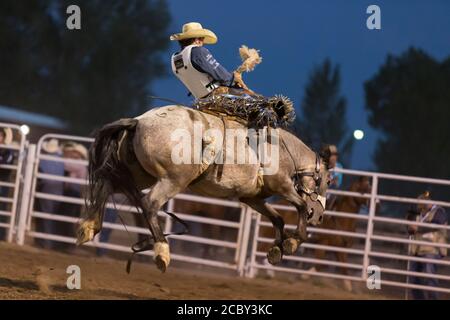 Mitch Pollock participe à l'événement de bronzage de selle au PRCA Rodeo à la Wyoming State Fair à Douglas le jeudi 13 août 2020. La 108e foire annuelle a ouvert cette semaine avec des précautions supplémentaires pour prévenir la propagation du virus COVID-19. Banque D'Images