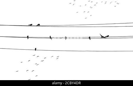 Oiseaux sur fil. Image vectorielle. Arrière-plan blanc. Illustration de Vecteur