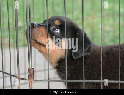 Rottweiler chiot chien à l'intérieur de la cage, en regardant vers le haut. Vue de la tête. Gros plan. Banque D'Images