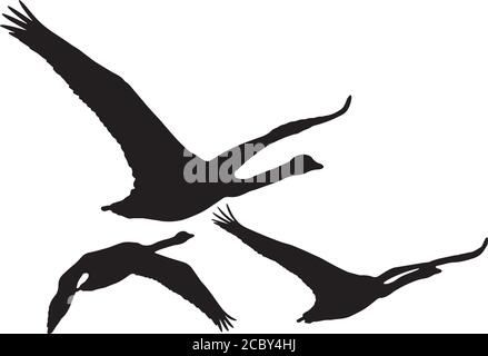 Cygnes. Cygnes volants. Image vectorielle. Arrière-plan blanc. Illustration de Vecteur