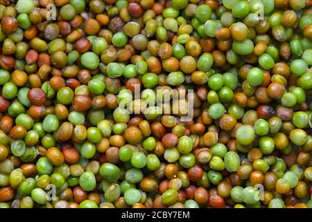 Vue macro de haut en bas de Komatsuna japanese Green Seeds séchage pour le stockage. Une variété de couleurs naturelles éclatantes adaptées à une utilisation en arrière-plan. Banque D'Images